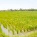 Agriculture : le budget est passé de 600 milliards à 1 900 milliards GNF